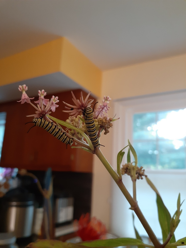 Two monarch caterpillars on a piece of milkweed.