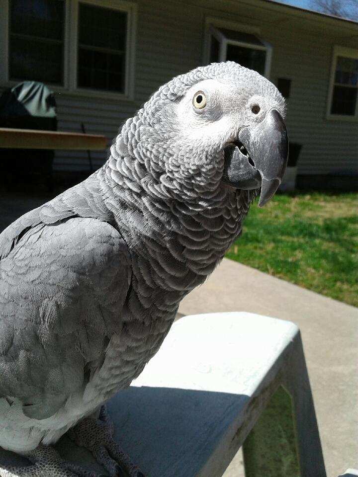 Picture of a Congo African Grey parrot