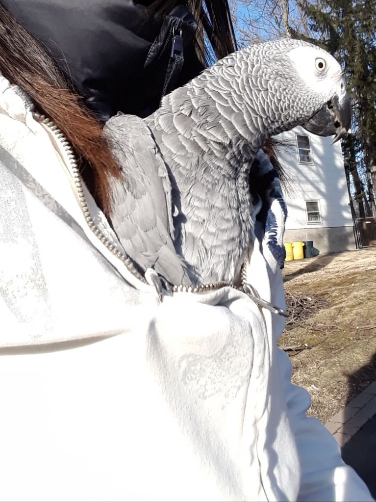 Picture of parrot riding in a sweatshirt.