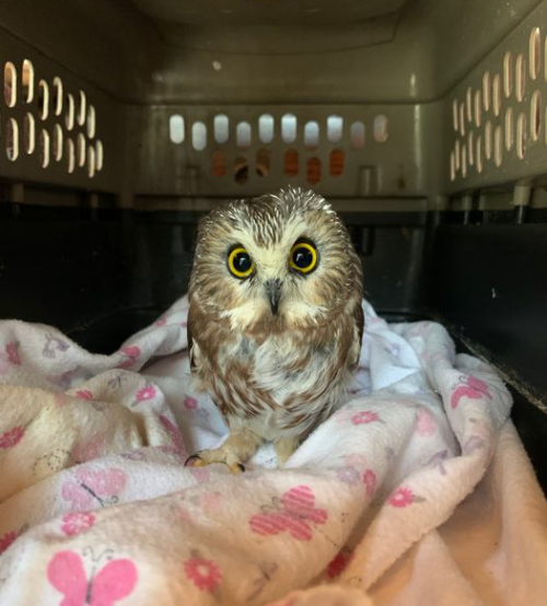 Northern Saw Whet Owl in pet carrier.